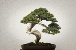 Grow slowly, grow wisely